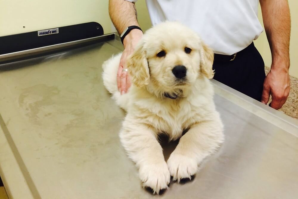 lovely-retriever-dog-veterinary-clinic