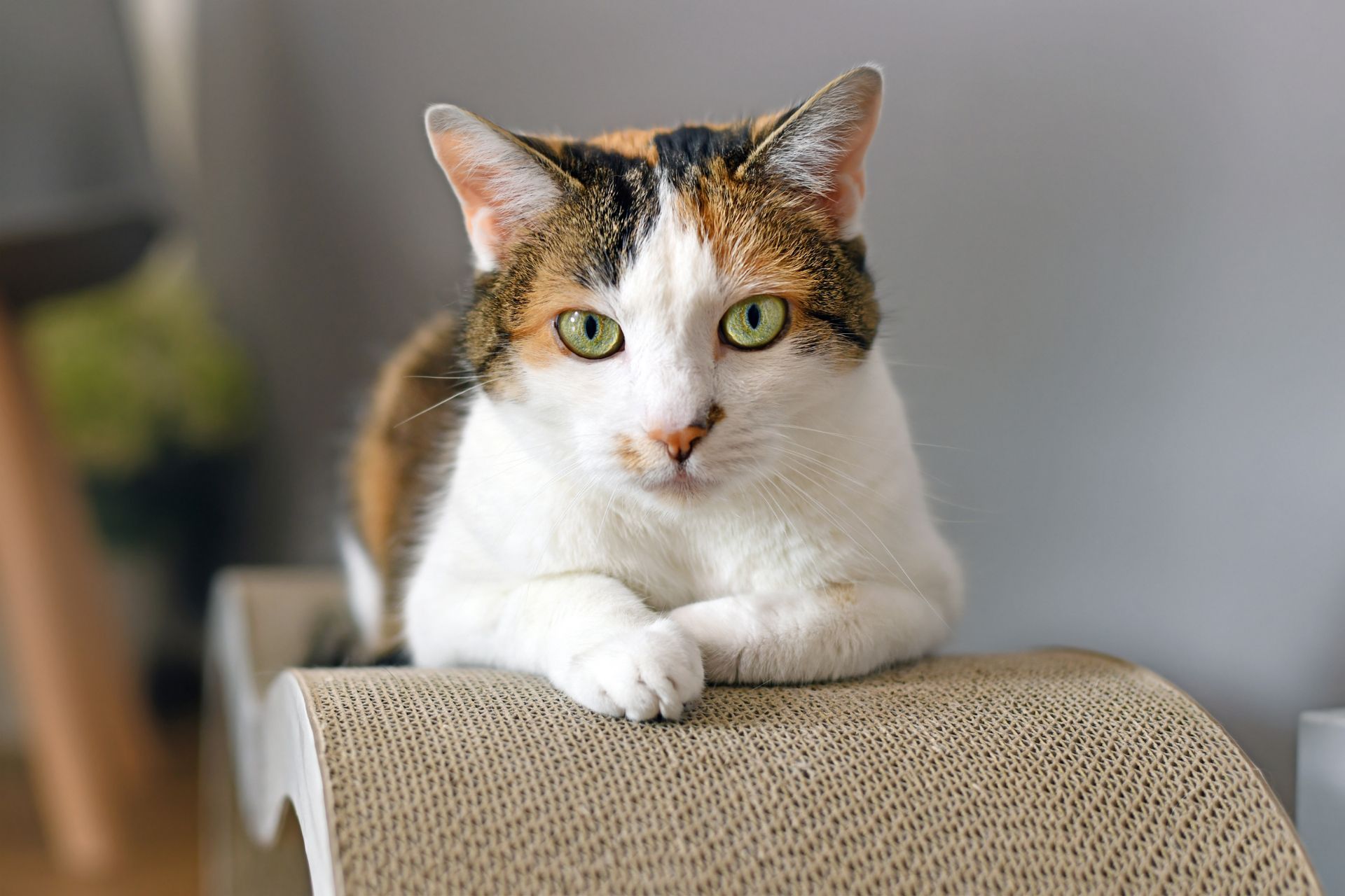 veterinary blood test cat in vetrinary