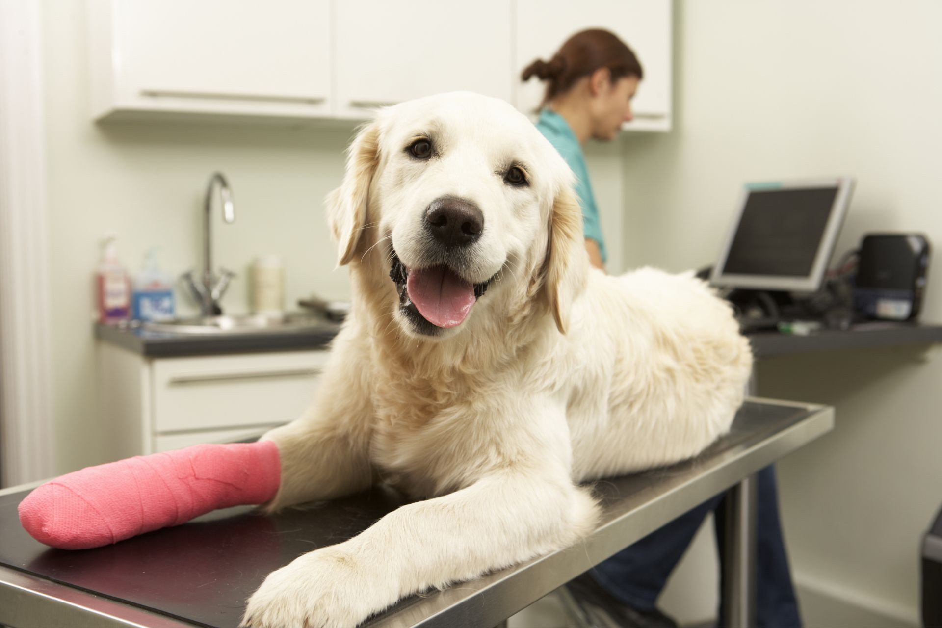lovely-retriever-dog-veterinary-clinic