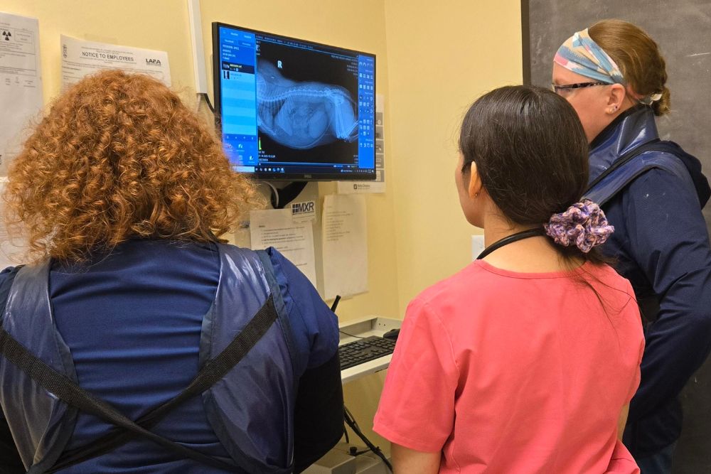 digital xray Dr. Sanchez and our techs viewing a digital x ray