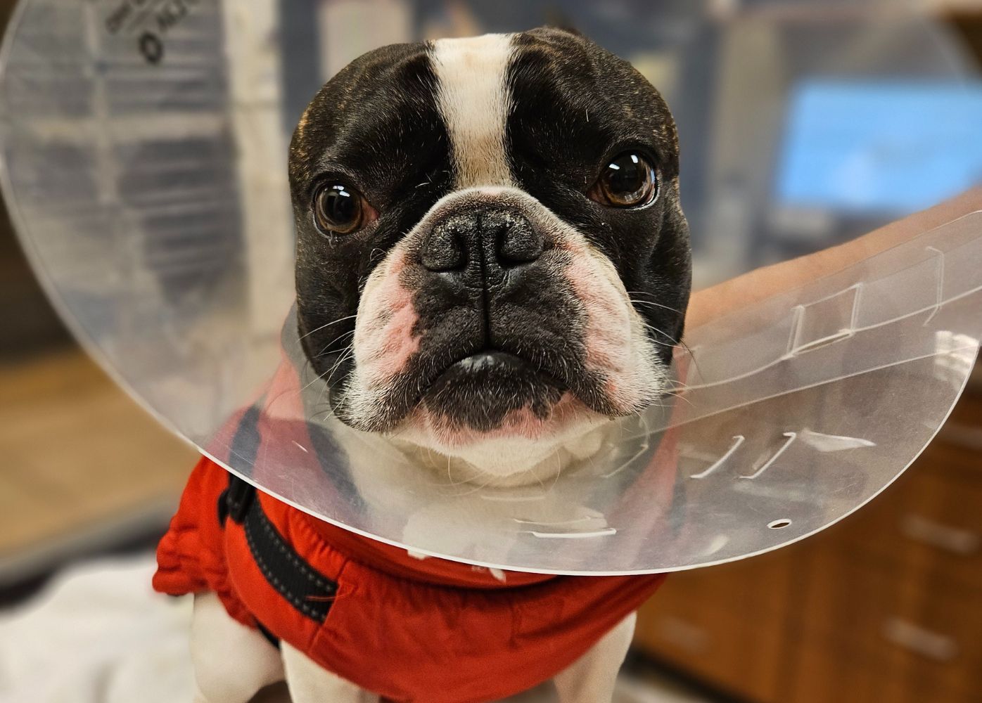  veterinarian surgeons in operating room doing cat neutering